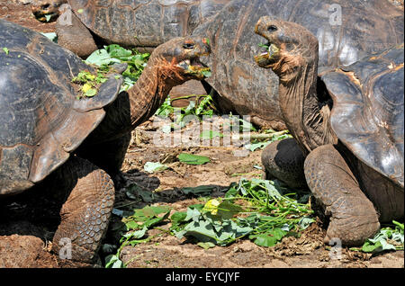 Tortues Galapagos Équateur Puerto Arroyo Banque D'Images