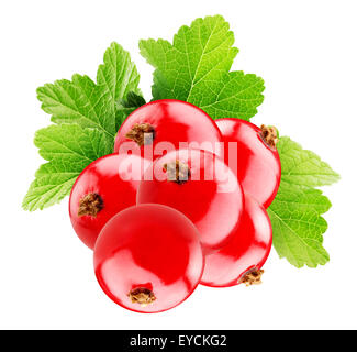 Groseille rouge isolé sur blanc. Banque D'Images