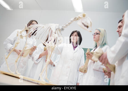 Les étudiants en sciences à la recherche des animaux à squelette en classe de l'école Banque D'Images