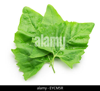 Les feuilles d'épinards isolé sur le fond blanc. Banque D'Images