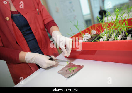 La recherche scientifique sur les plantes in lab