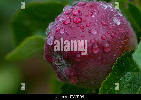 Une pomme mûre dans la croissance lente de la 'summer' temps, couvert de gouttes de pluie. Banque D'Images