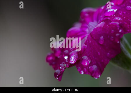 Gouttes de pluie recueillies sur une petite fleur rose-pourpre dans le milieu de la British 'Summer' Banque D'Images