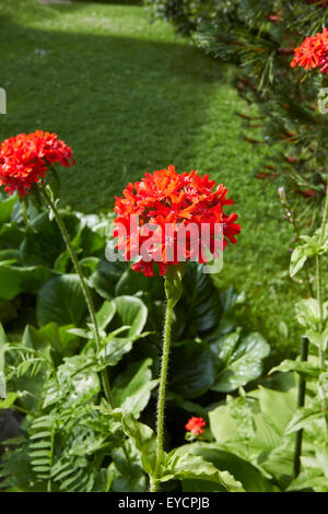 Lychnis chalcedonica, fleurs amour brûlant Banque D'Images