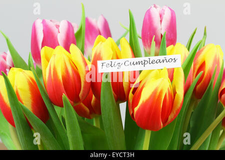 Feliz cumpleanos (ce qui signifie joyeux anniversaire en espagnol) Carte avec tulipes colorées Banque D'Images