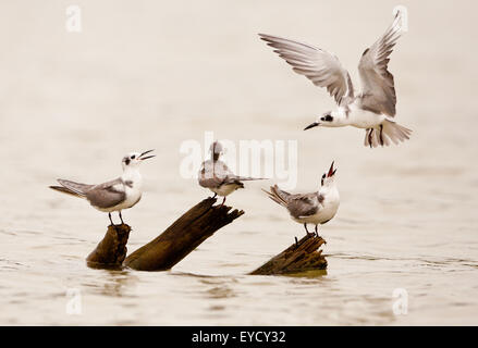 Rire Les Mouettes, Leucophaeus atricilla, sur un journal dans le lac Gatun, République du Panama. Banque D'Images