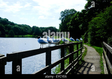 Yarrow Valley Country Park, Lancashire, Angleterre, Banque D'Images