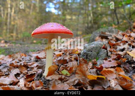 Mouche agarique (Amanita muscaria) tabouret rouge poussant dans les feuilles d'automne Banque D'Images