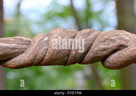 Détail d'une partie d'un tronc liana Banque D'Images