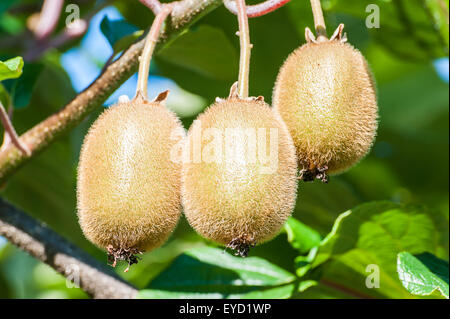 Grappe de kiwi sur l'arbre Banque D'Images