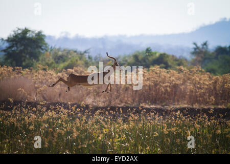 Impala (Aepyceros melampus) sautant très haut dans l'air. Banque D'Images