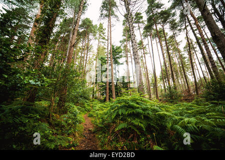 De grands arbres à Donard bois avec les plantes herbacées et les arbustes recouverte par le couvert forestier. Banque D'Images