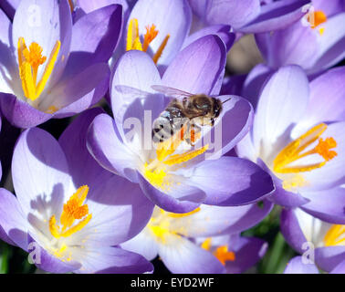 Krokus, Biene, Pollenhoeschen Apis mellifera ; ; ; Banque D'Images