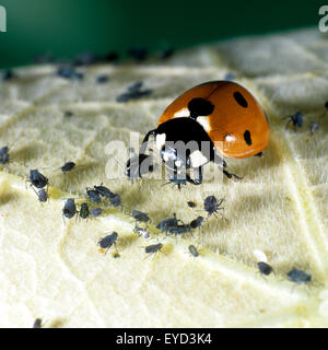 Marienkaefer semptempunctata, Coccinella, beim Fressen von Blattlaeusen, Banque D'Images