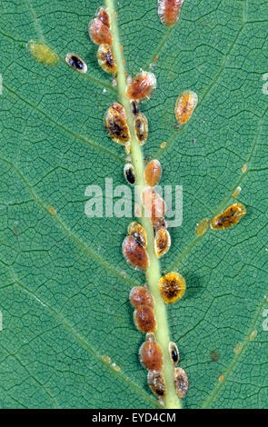 Schildlaeuse Blattlaeuse Coccoidea,,, un Schaedling Pflanzen, Banque D'Images