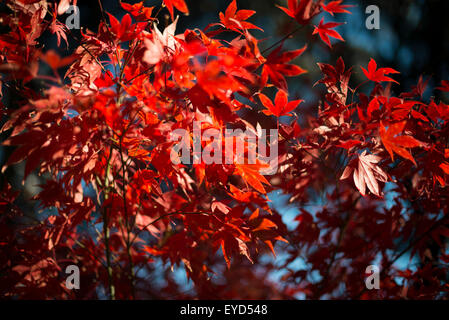 Feuilles d'érable rouge vif, Close up Banque D'Images