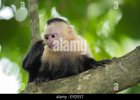 Un bébé singe capucin blanc face de rayer son siège Banque D'Images