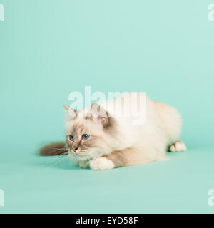 Portrait de chat Birman sur fond vert Banque D'Images