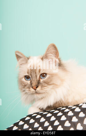 Portrait de chat Birman sur fond vert Banque D'Images