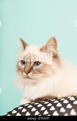 Portrait de chat Birman sur fond vert Banque D'Images