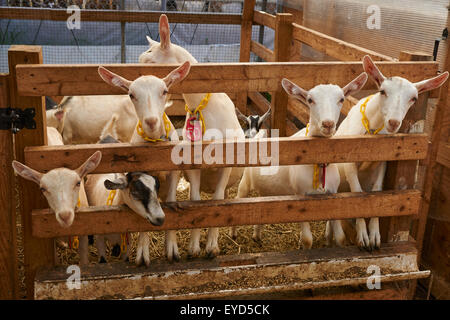 Les chèvres au lait Misty Creek dans le comté de Lancaster, Pennsylvanie, USA Banque D'Images