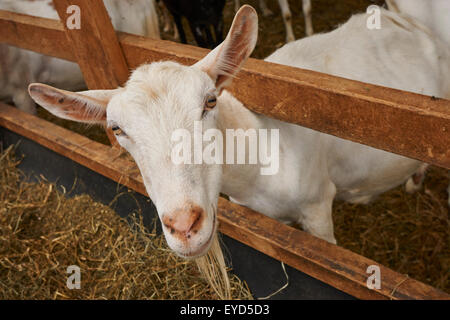 Les chèvres au lait Misty Creek dans le comté de Lancaster, Pennsylvanie, USA Banque D'Images