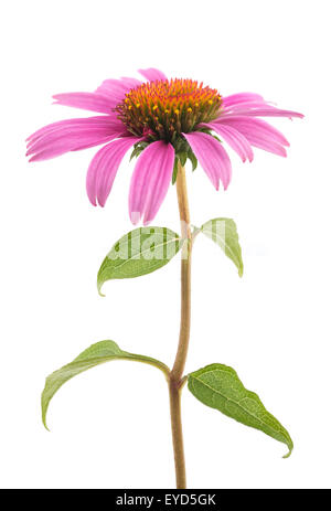 Coneflower avec des feuilles isolées sur fond blanc Banque D'Images