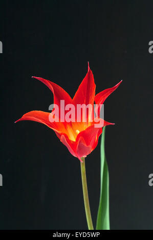 Lilienfoermige Tulpe Banque D'Images