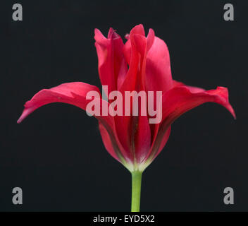 Viridiflora, poupées, menuet, Tulpen, Tulpenbluete, Banque D'Images