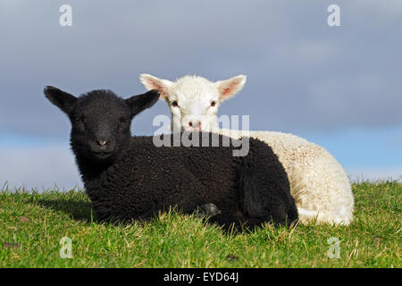 Le noir et blanc les agneaux de brebis laitières de race Frisonne se reposant dans un pré, Frise du Nord, Allemagne Banque D'Images