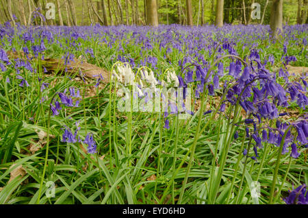 Jacinthes blanches aléatoires dans Tapis d'habitude bleu, bois, West Stoke Stoke, près de Chichester, West Sussex, UK. Avril. Forêt mixte. Banque D'Images