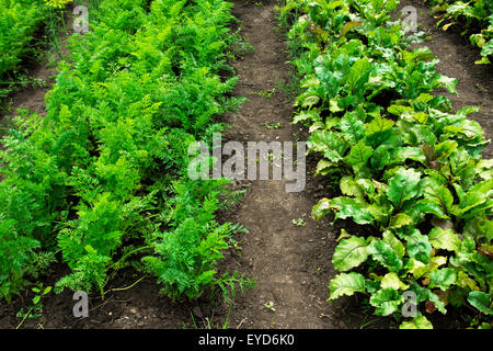 Betterave carotte et correctifs, accroître les légumes organiques dans le jardin Banque D'Images