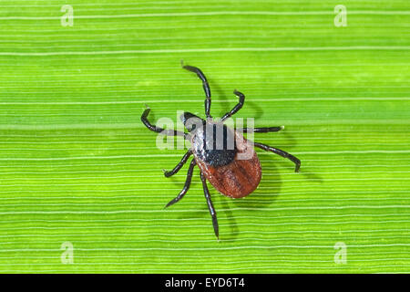 Zecke ; Holzbock ; l'Ixodes ricinus ; ; Banque D'Images