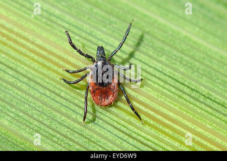 Zecke ; Holzbock ; l'Ixodes ricinus ; ; Banque D'Images