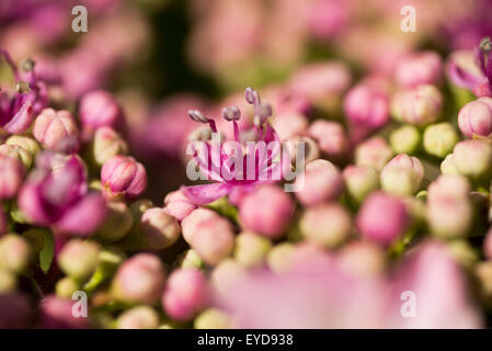 Fleurs jardin rose Jacinthe Holyhead Anglesey au nord du Pays de Galles UK Banque D'Images