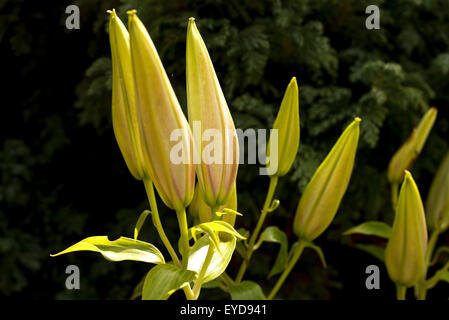 Des fleurs de jardin Holyhead Anglesey au nord du Pays de Galles gousses lily Ukl Banque D'Images