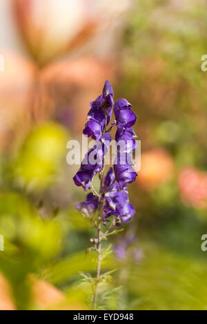 Monks Hood fleurs de jardin Holyhead Anglesey au nord du Pays de Galles UK Banque D'Images