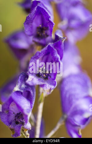 Monks Hood fleurs de jardin Holyhead Anglesey au nord du Pays de Galles UK Banque D'Images