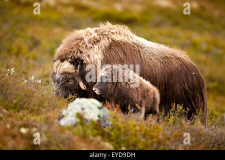 Boeuf musqué, et les jeunes adultes, l'Ovibos moschatus, dans le parc national de Dovrefjell, Dovre, la Norvège. Banque D'Images