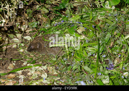 [Hérisson Erinaceus europaeus] dans le jardin dans le Sussex, UK. Mai. Laissant un nid construit récemment de la végétation. La nuit. Banque D'Images