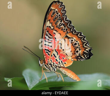 Chrysope malais, papillon tropical, perché sur une feuille verte Banque D'Images