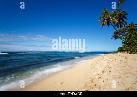 Les plages de sable blanc, eau bleue, ciel bleu et de palmiers, dans Oahu, Hawaii Banque D'Images