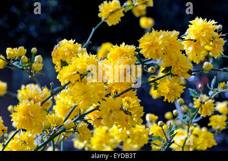 Japonica 'Pleniflora' vexille Banque D'Images