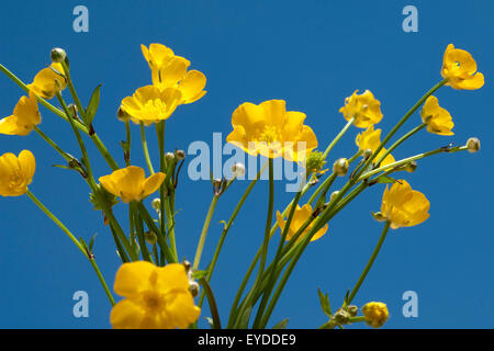 , Kriechender Hahnenfuss Ranunculus repens, ;, Kriechend, gelbe Blueten ; gelbe Banque D'Images