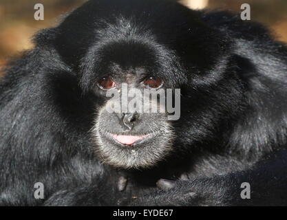 Femelle adulte gibbon Siamang de l'Asie du Sud-Est (Symphalangus syndactylus Hylobates syndactylus, aussi) Banque D'Images