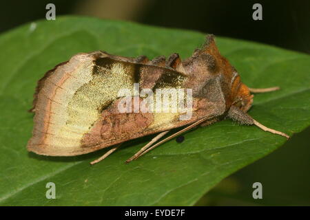 Laiton Bruni européenne Moth (Diachrysia chrysitis), une phalène (Noctuidae) Banque D'Images