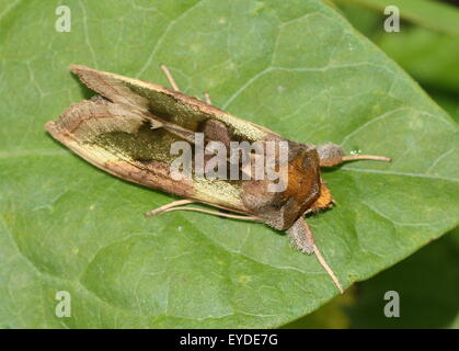 Laiton Bruni européenne Moth (Diachrysia chrysitis), une phalène (Noctuidae) Banque D'Images