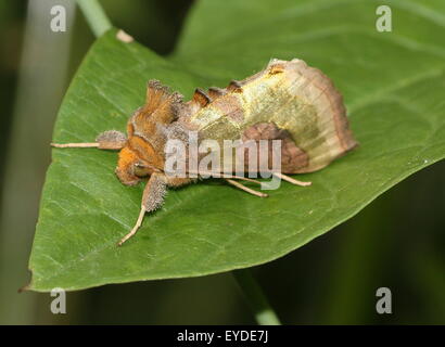 Laiton Bruni européenne Moth (Diachrysia chrysitis), une phalène (Noctuidae) Banque D'Images