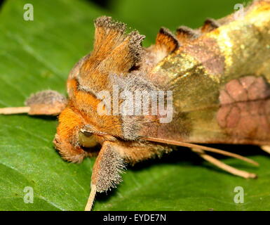 Laiton Bruni européenne Moth (Diachrysia chrysitis), une phalène (Noctuidae) Banque D'Images