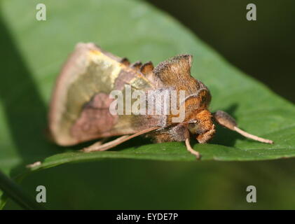 Laiton Bruni européenne Moth (Diachrysia chrysitis), une phalène (Noctuidae) Banque D'Images